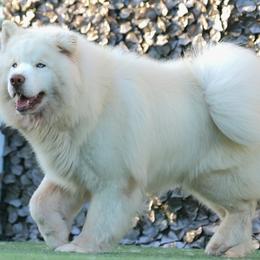 Ghost - Siberian Husky