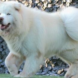 Ghost - Siberian Husky
