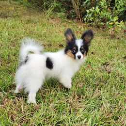 Male 1 - White black and tan male Papillon puppy in Lineville, Alabama from TimberLane Papillon's