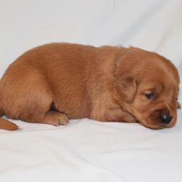 Chamomile - Dark golden male Golden Retriever puppy in New Weston, Ohio from Bertke AKC Golden Retrievers and Bernese Mountain Dogs