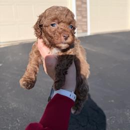 Olive - Red female Cockapoo puppy in Clarks Summit, Pennsylvania from M&M Cockapoos