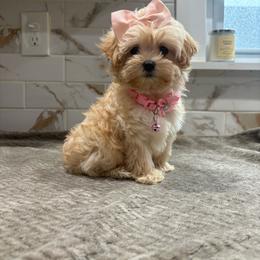 Athena - Apricot female Maltipoo puppy in Delran, New Jersey from HMH’s Maltipoos & Cavaliers