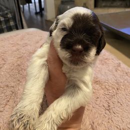 Portuguese Water Dog Puppies from Pawsitively Portuguese