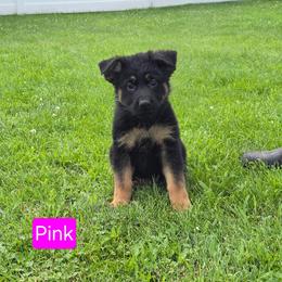 Miss Pink - Black and red female German Shepherd puppy in Sumner, Iowa from Vom Wilke Kennels
