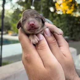 Mocha - Chocolate and cream female Dachshund puppy in Modesto, California from Golden State Mini Doxies