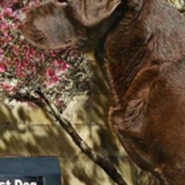 Labrador Retrievers from Flowing River Retrievers