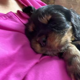 Girl 1 - Black and tan Cavalier King Charles Spaniel puppy in Caldwell, Idaho from Gem State Precious Cavaliers LLC