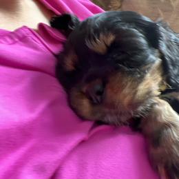 Girl 1 - Black and tan Cavalier King Charles Spaniel puppy in Caldwell, Idaho from Gem State Precious Cavaliers LLC