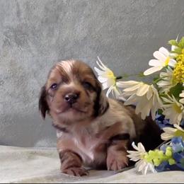 Boy 1 - Dapple male Dachshund puppy in Mt. Sterling, Illinois from Doxie Do's
