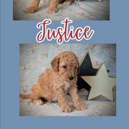 Justice - Apricot male Goldendoodle puppy in Coarsegold, California from Hobbit Hollow Acres