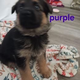 Purple - Black and red female German Shepherd puppy in Gustavus, Ohio from Cross Kreek Kennels