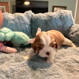 (pink ribbon) - Blenheim female Cavalier King Charles Spaniel puppy in Albany, Georgia from Legend Cavaliers