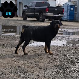 Carma - Rottweiler