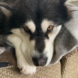 Alaskan Malamutes from LAMP KENNELS