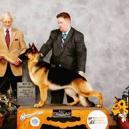 German Shepherd All Grown Up from DCAN's German Shepherds