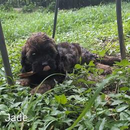 Jade - Brown and tan female Cockapoo puppy in Sunset, Louisiana from Cano Cockapoos