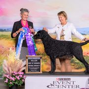 Max - Curly-Coated Retriever