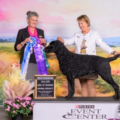 Max - Curly-Coated Retriever
