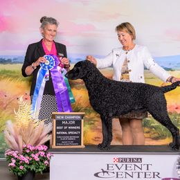 Max - Curly-Coated Retriever