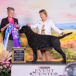 Max - Curly-Coated Retriever