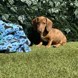 Dash - Dapple male Dachshund puppy in Norco, California from Norco dachshunds