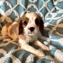 Cavalier King Charles Spaniel Puppies from Dawson’s Creek Breeding