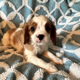 Cavalier King Charles Spaniel Puppies from Dawson’s Creek Breeding