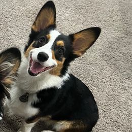 Haru - Pembroke Welsh Corgi