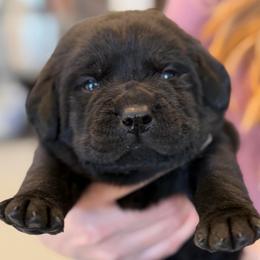 Tumnus, Champion Line English Lab - Black male Labrador Retriever puppy in Owosso, Michigan from Bennington Retrievers