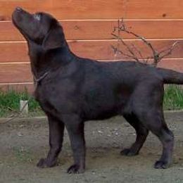 Labrador Retriever Puppies from Cecilie Drege