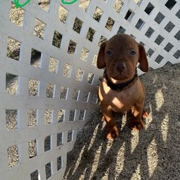 Brown - Golden rust male Vizsla puppy in Sioux County, Iowa from Pheasant Poppers Vizslas
