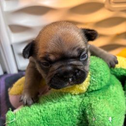 Callie - Fawn female French Bulldog puppy in Neenah, Wisconsin from Mimosa Acres French Bulldogs LLC