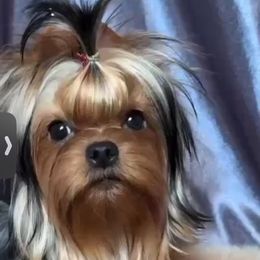 Goldie - Yorkshire Terrier