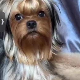 Goldie - Yorkshire Terrier