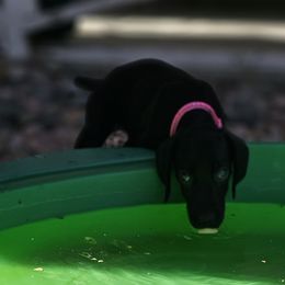 ⭐️-🇺🇲🇩🇪 AKC-Foxy- S. Black 📽 - Black German Shorthaired Pointer puppy in Banning, California from ⭐🦆 So Cal on Point GSP'S🇺🇲🇩🇪 lg