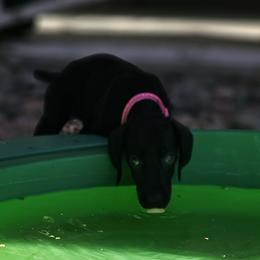 ⭐️-🇺🇲🇩🇪 AKC-Foxy- S. Black 📽 - Black German Shorthaired Pointer puppy in Banning, California from ⭐🦆 So Cal on Point GSP'S🇺🇲🇩🇪 lg