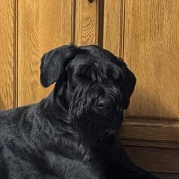 PeeDee - Giant Schnauzer