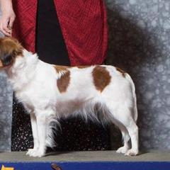 Nederlandse Kooikerhondjes from Hanabi Kooikerhondje