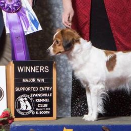 Nederlandse Kooikerhondjes from Hanabi Kooikerhondje