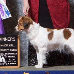 Nederlandse Kooikerhondjes from Hanabi Kooikerhondje