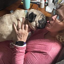 Pug Puppies from Wratchford Farms