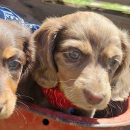 Dachshunds from Smiling Dog Dachshunds