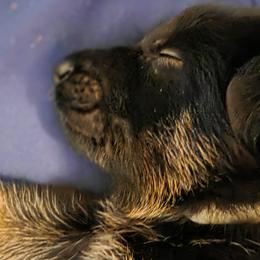 Boy 6 - Black and tan male German Shepherd puppy in Grimesland, North Carolina from Von Stancill German Shepherds