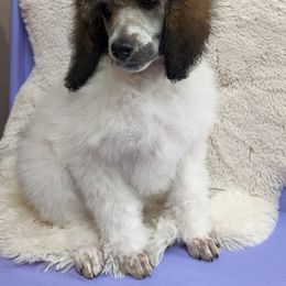 Poodle Puppies from Kvali Standard Poodles