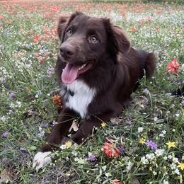 Cedar - Miniature Australian Shepherd