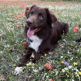 Cedar - Miniature Australian Shepherd