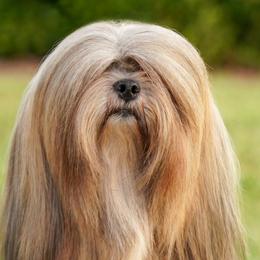 Saana - Lhasa Apso
