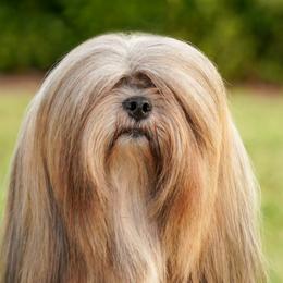 Saana - Lhasa Apso