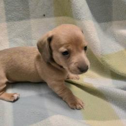 Red - Fawn (isabella) and cream male Dachshund puppy in Mulberry, Florida from J's Mini Dachshunds