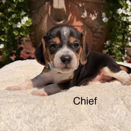 Chief - Black tan and white male Beagle puppy in Mansfield, Missouri from Rippee Creek Kennel